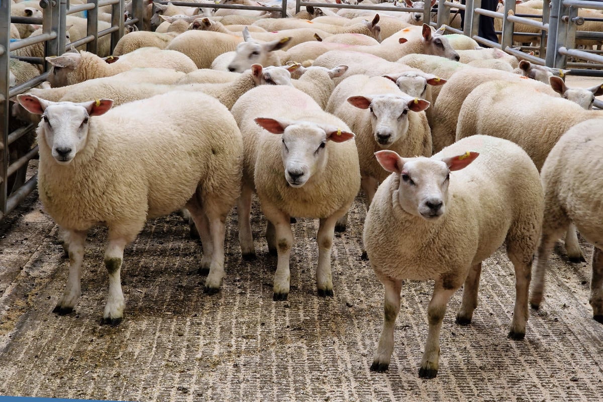 NVWA ontmantelt illegale slachterij: 