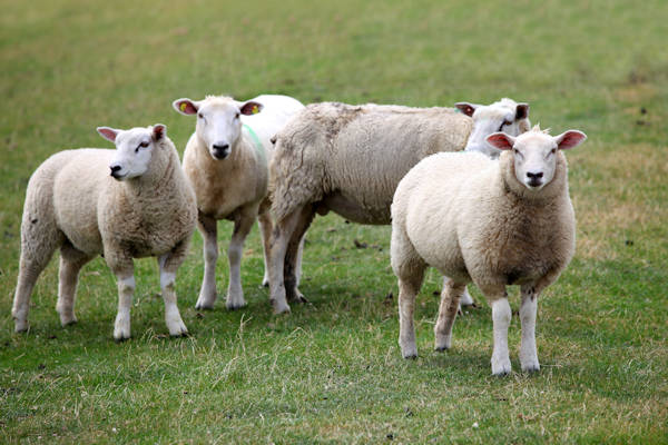 Sommige schapen niet uitgenodigd voor Offerfeest