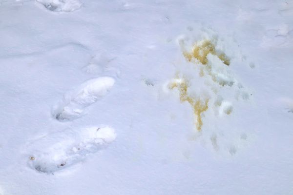 Wetenschappers hebben nog geen verklaring voor gele vlekken in Alpensneeuw