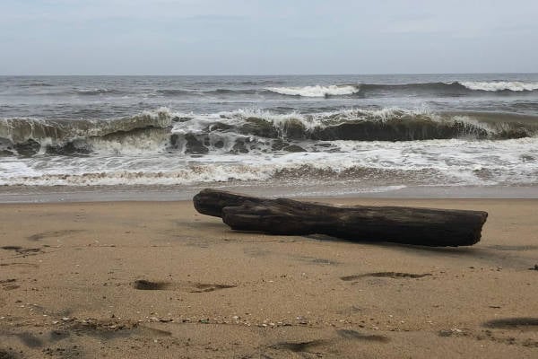 Stuk hout na 66 jaar aangespoeld op Terschelling