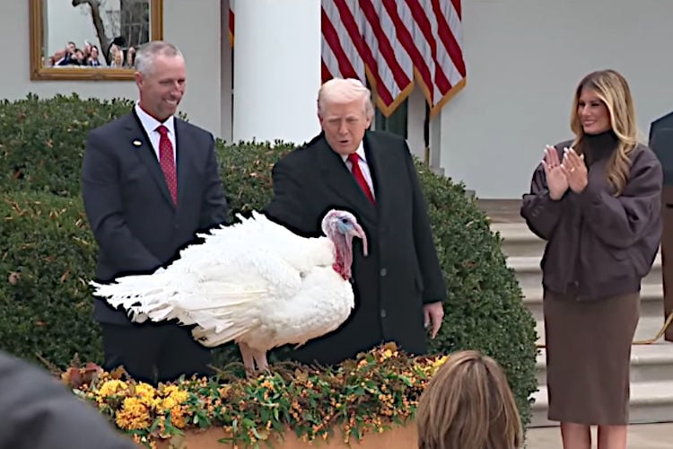 Trump verleent gratie aan kalkoen, banden met Epstein niet bewezen