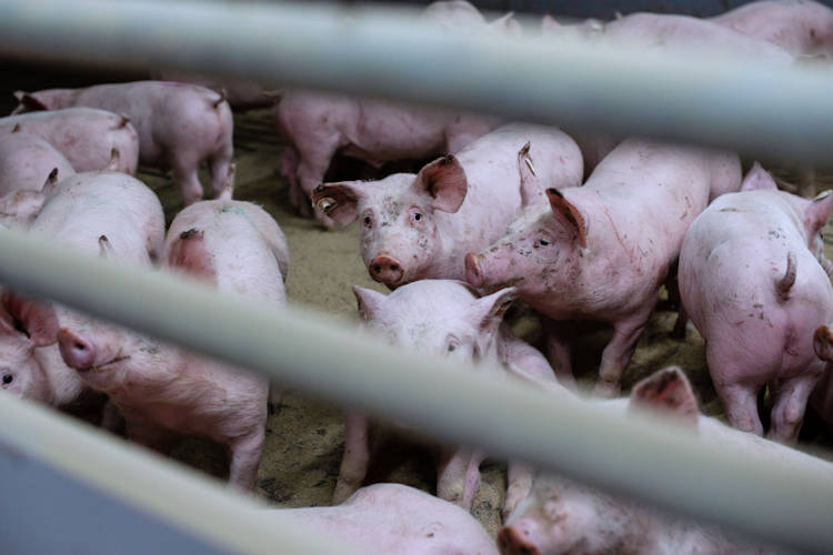 Boze boer gijzelt 4.000 varkens in kleine stal