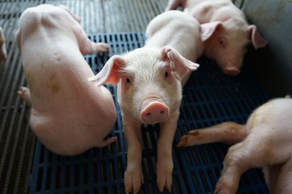 Brabantse varkens willen zich niet meer laten vertegenwoordigen door Partij voor de Dieren