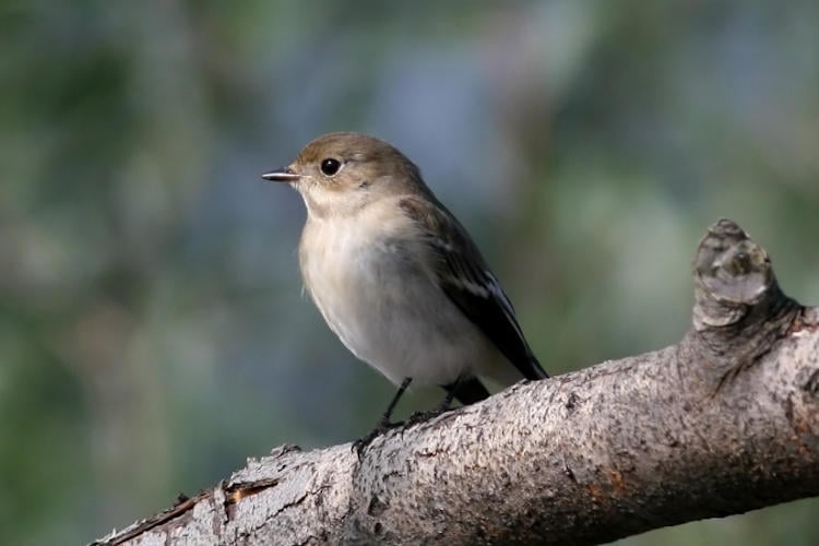 Pinksteren schadelijk voor de vogels: “Neerdaling Heilige Geest verstoort vogeltrek”