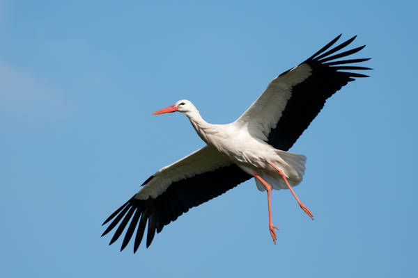 Ooievaars zien af van tocht naar het zuiden
