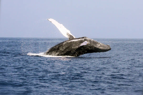 Eigenaar van ontsnapte walvis bij IJmuiden gevonden