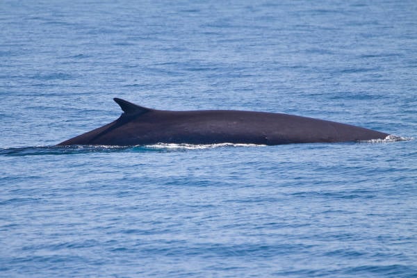 Biologen ongerust na Nationale Walvistelling: geen enkele blauwe vinvis gezien in IJsselmeer