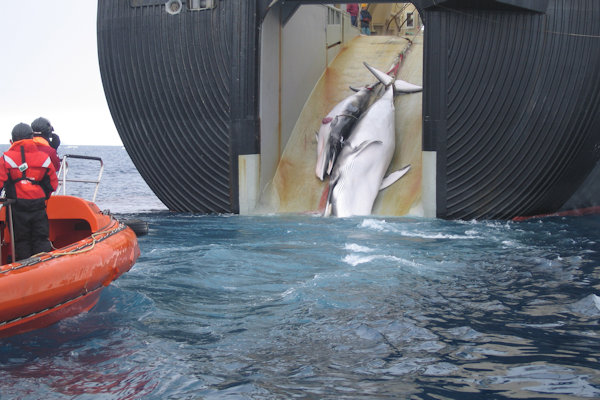 IJslandse Planktonbescherming wil walvisjacht hervatten om plankton te redden