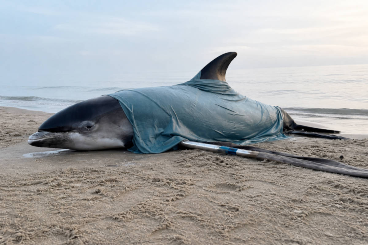 Stranding dolfijn zeldzaam: “Normaal gesproken mijden hoogintelligente wezens Egmond aan Zee”