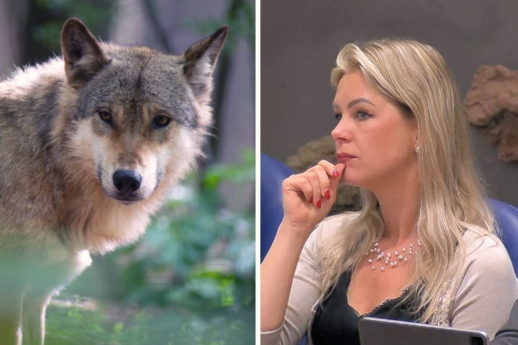 Minister wil natuur sneller gaan bestrijden na bijtincident wolf