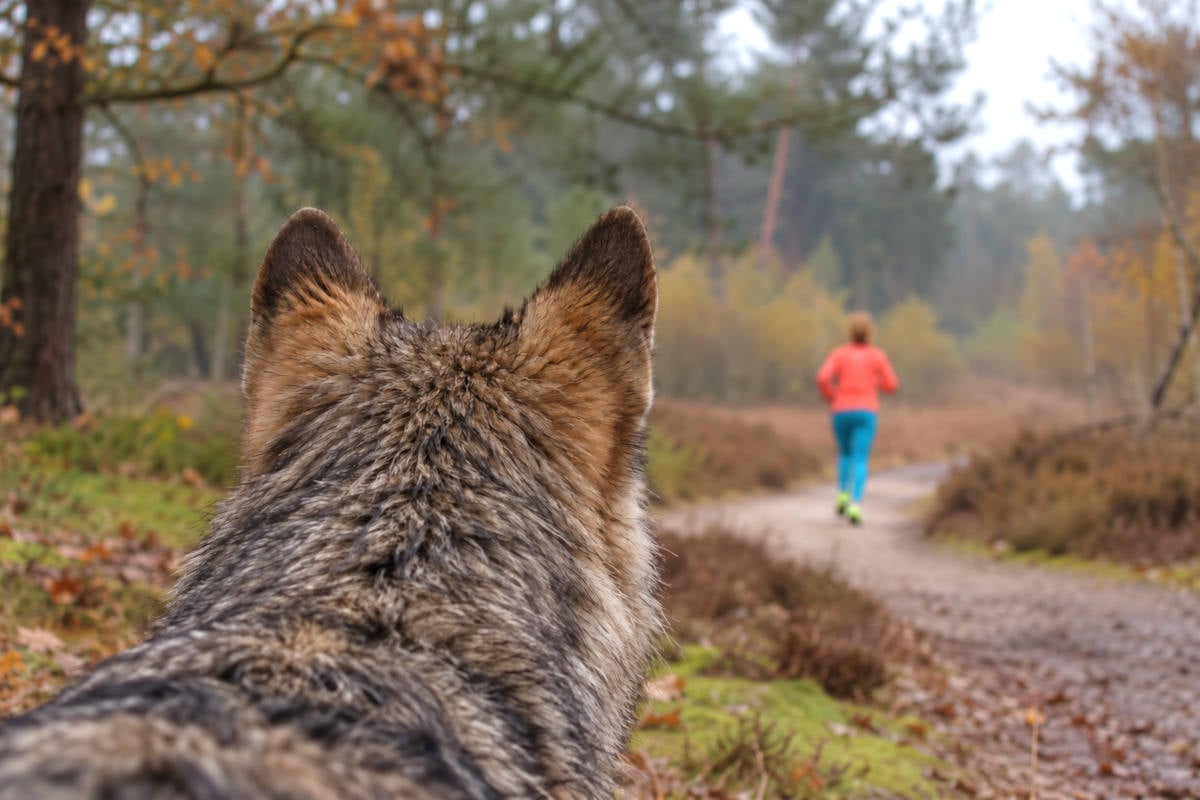 Wolf verbetert prestaties van joggers op de Veluwe: “Vroeger zat er weinig pit in”
