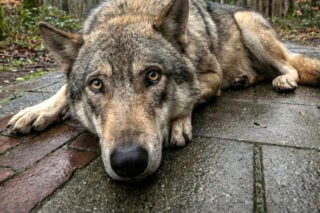 Biografie Bram wordt postuum eerbetoon aan onbegrepen probleemwolf