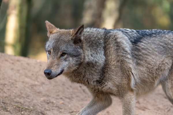 Dierenactivisten gaan wolf uitrusten met paintballgeweer: “Dier moet zich kunnen verdedigen”