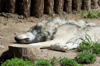 wolf-wildewolf