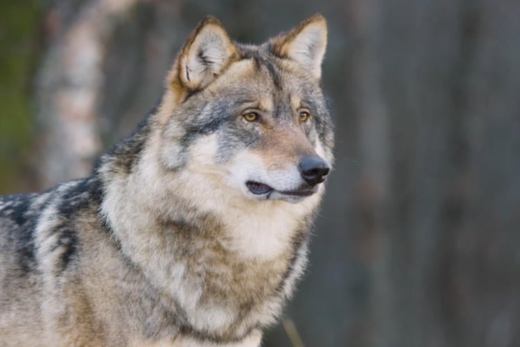 Meer stikstof nodig om natuur te bestrijden