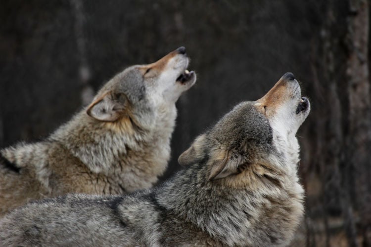 Waarom zijn de wolven op de Veluwe zo verdrietig?