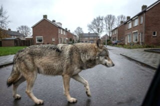 PR-bureau adviseert Soedanese bevolking: “Zeg dat er een wolf rondloopt, dan sta je morgen op elke voorpagina” PR-bureau adviseert Soedanese bevolking: “Zeg dat er een wolf rondloopt, dan sta je morgen op elke voorpagina”
