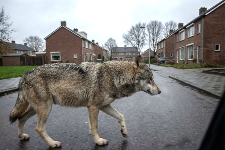 PR-bureau adviseert Soedanese bevolking: “Zeg dat er een wolf rondloopt, dan sta je morgen op elke voorpagina”
