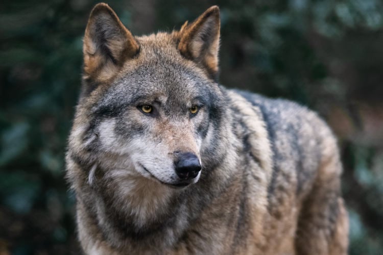 Dieet wolf onderzocht: Eten Roodkapje blijkt sprookje