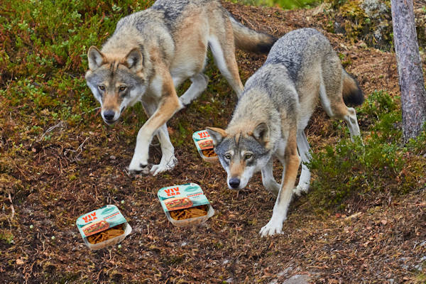 Provincie Drenthe gaat wolven langzaam laten wennen aan vleesvervangers
