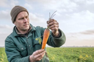Boer Wouter (43) kweekt eerste wagyu-wortel Boer Wouter (43) kweekt eerste wagyu-wortel