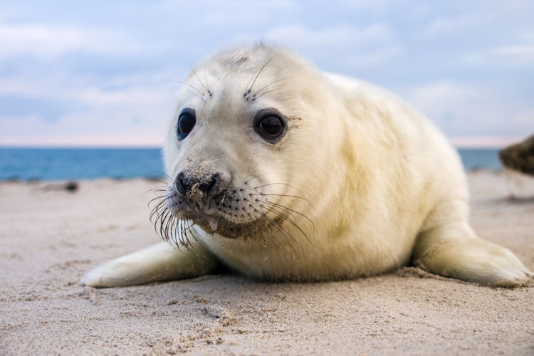 EU wil met hervatting zeehondenjacht tegemoetkomen aan de wens van dierenliefhebbers