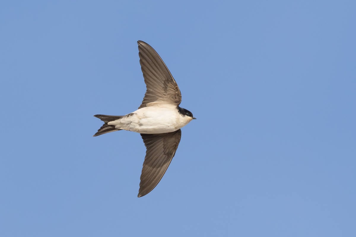 Vogelspotters slaan alarm: “Steeds meer zwaluwen gaan weg uit Nederland”